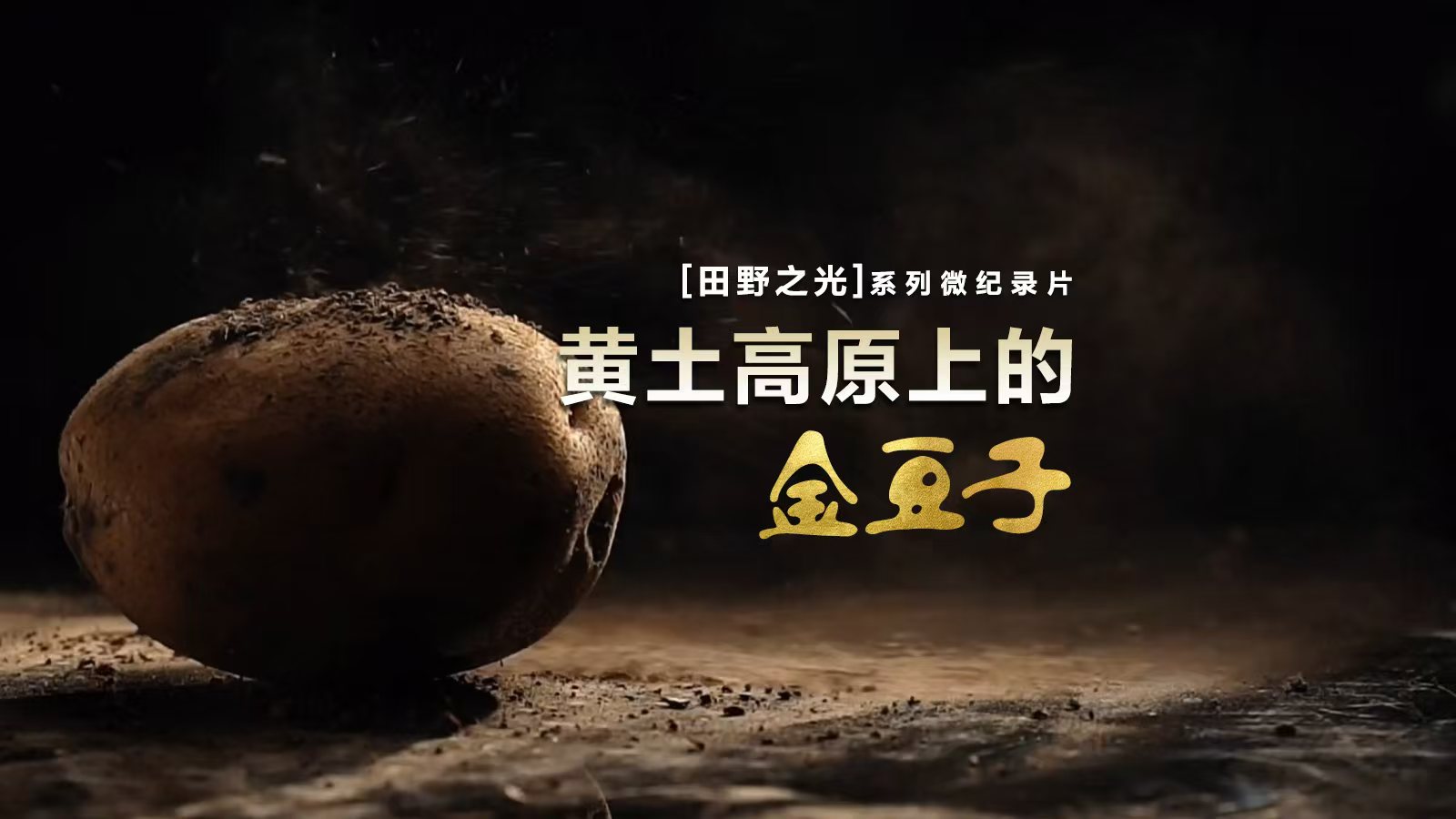 【飛天網視】田野之光（19）｜黃土高原上的金豆子