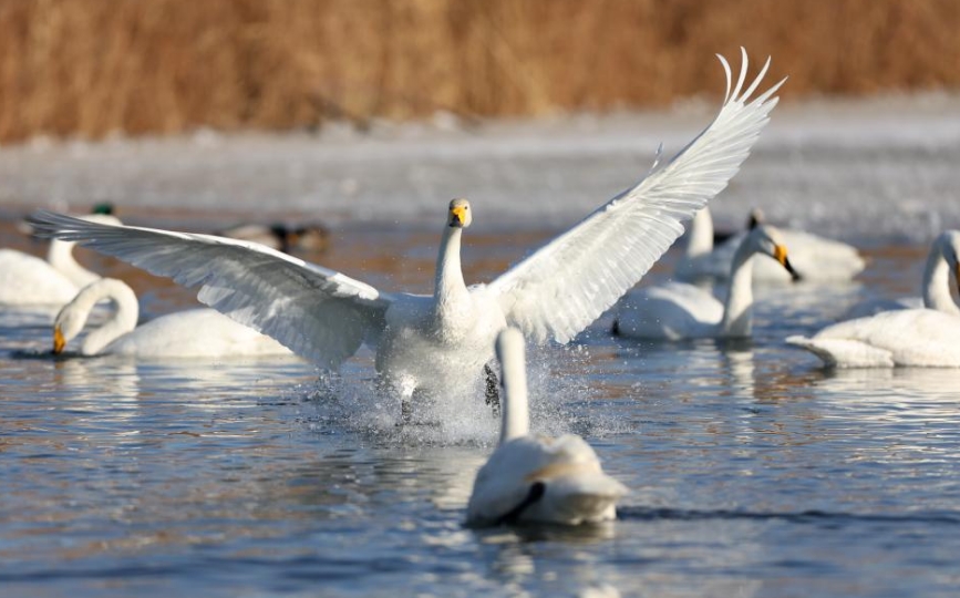 張掖：天鵝舞動濕地公園