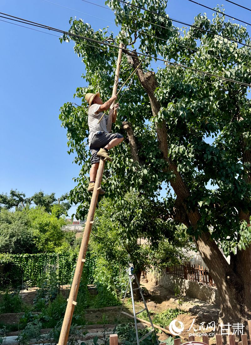 什川古梨園果農魏至玉正踩著蜈蚣梯修剪自家的百年梨樹。人民網記者 焦隆攝