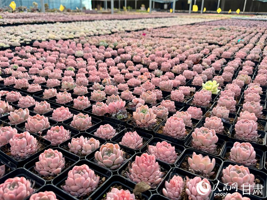蘭州鑫源現代農業休閑觀光旅游景區多肉大棚。人民網記者 焦隆攝